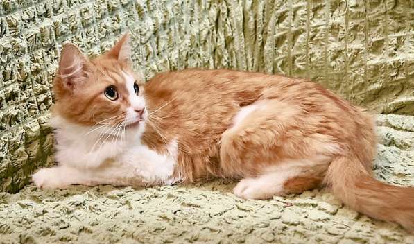 Рыжая кошка Лисан в добрые руки в Москве фото 13