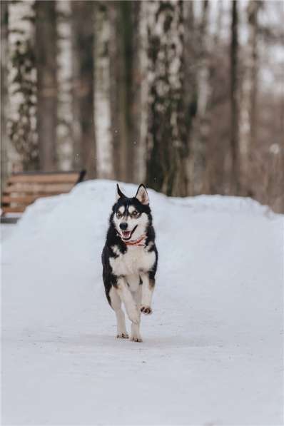 Супер-собака Урса в добрые руки! в Москве фото 11