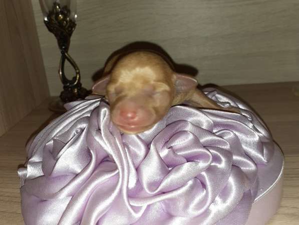 Той терьер мини щенки в Москве