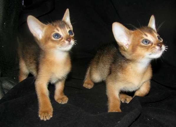 Абиссинские котята Питомник абиссинских кошек sunnybunny. by в 