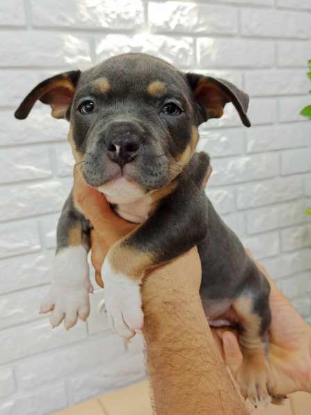 Шикарные Щенки American Bully в фото 21