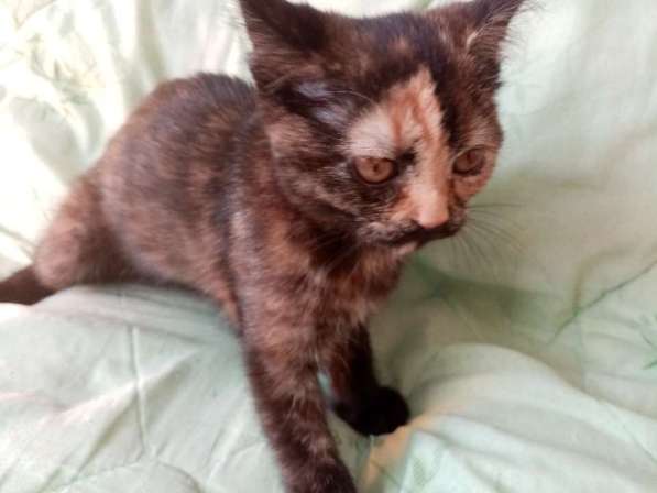 Британская кошечка 1.5 месяца в Санкт-Петербурге фото 4