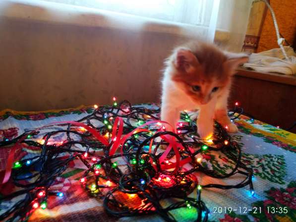 Отдам котенка в добрые руки! в Братске фото 9