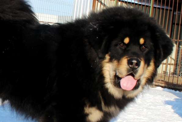 Тибетский мастиф - лучший страж на территории в Москве фото 106