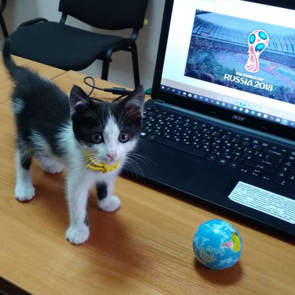 Кошечка Фифа в добрые руки в Ставрополе фото 21