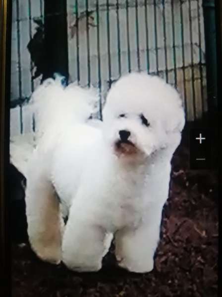 Продам щенка Бишон Фризе в Новосибирске