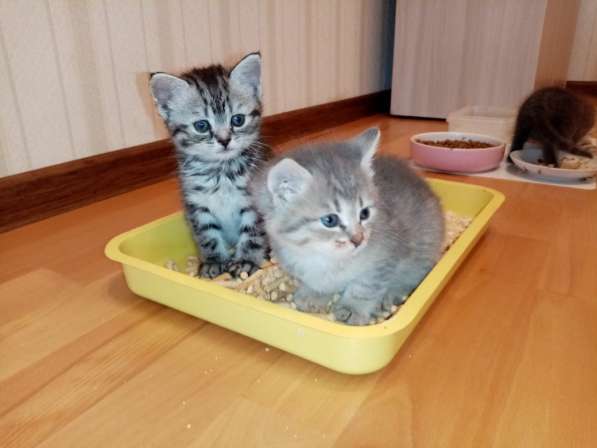 Продажа британских котят