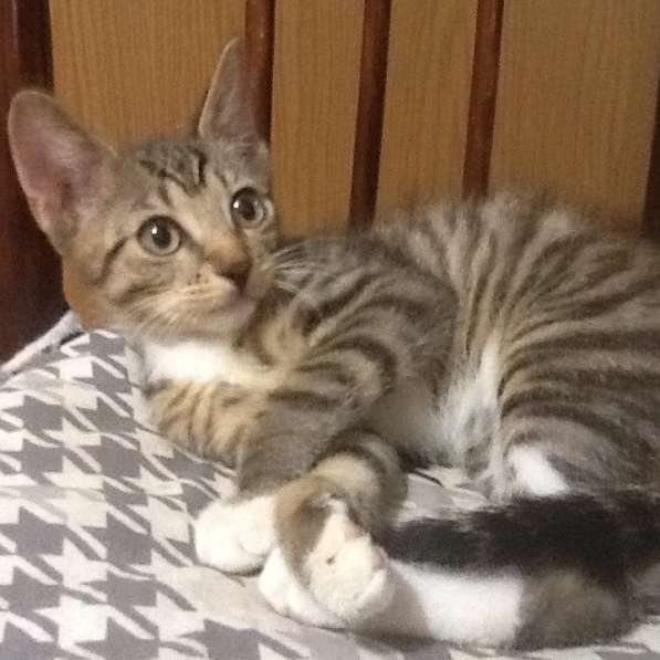 В добрые руки в Барнауле