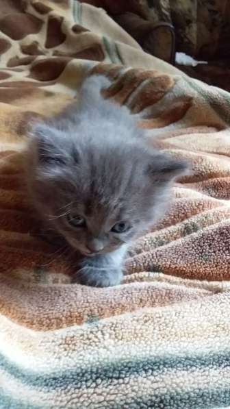 Котята в добрые руки в Туле фото 13