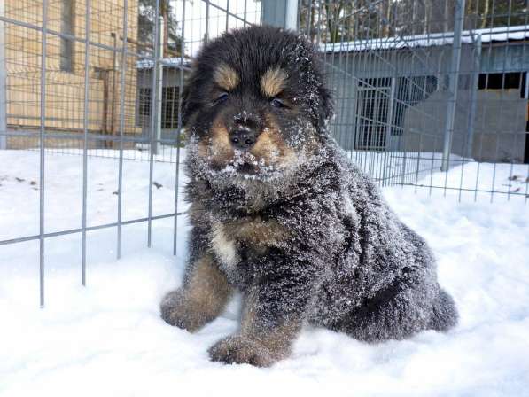 Тибетский мастиф - щенки