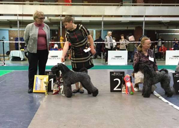 Щенки керри блю терьера в Москве фото 5