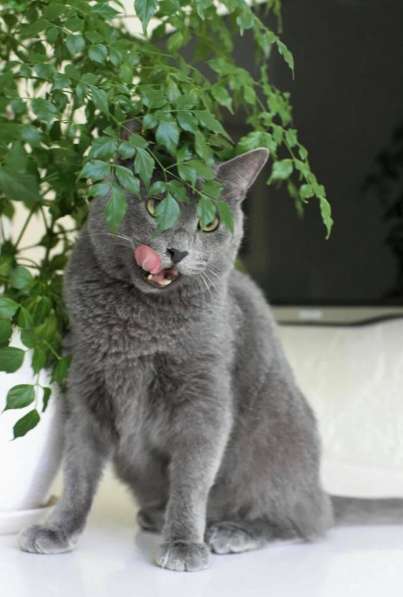 Красавец кот серо-голубого окраса в добрые руки в Москве фото 3
