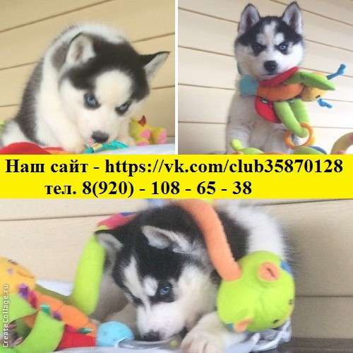 Черно-белые голубоглазые щеночки хаски