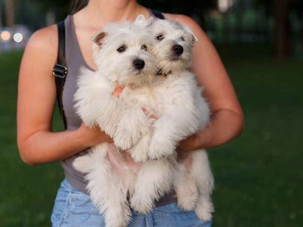 West Highland White Terrier в 