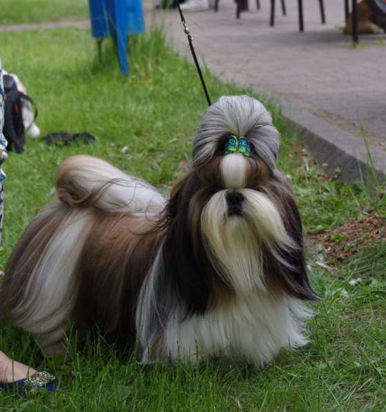 Щенок ши-тцу перспективный для шоу в Калининграде фото 7
