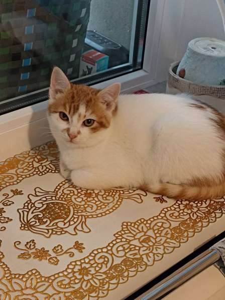 Котенок девочка 3.5 месяца белая даром в фото 5