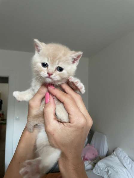 Шотландские вислоухие котята в фото 4