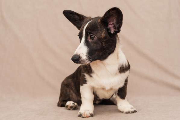 Щенки Вельш-Корги Кардиган в Воронеже фото 13