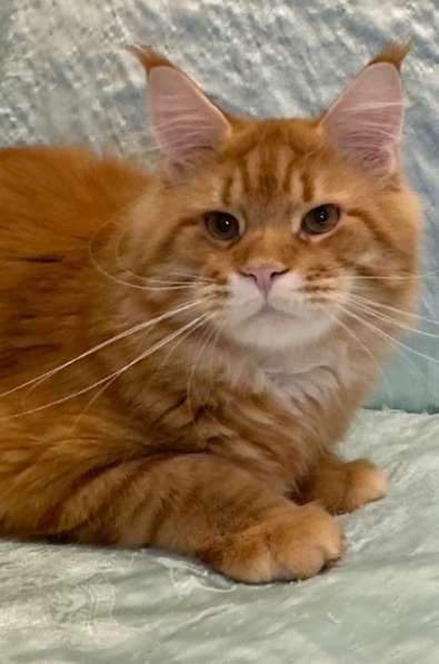 Large Maine Coons в Москве фото 4