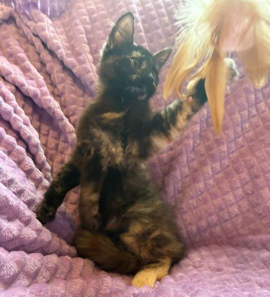 Суперласковая котенок-девочка Саманта в добрые руки в Москве фото 4