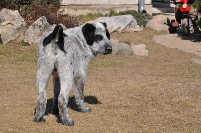 среднеазатская овчарка в Москве фото 3