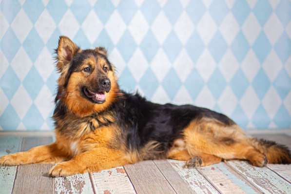 Пушистый большой добряк Большой в добрые руки в Москве фото 4