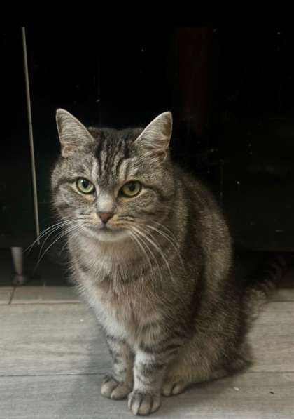 ⭐️Кошка породистая в добрые руки ⭐️ в Москве фото 6