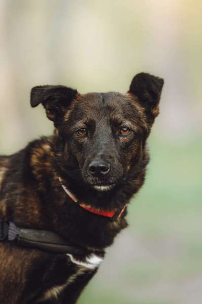 Маленькая собачка-спинальник Кения в самые добрые руки в Москве фото 4