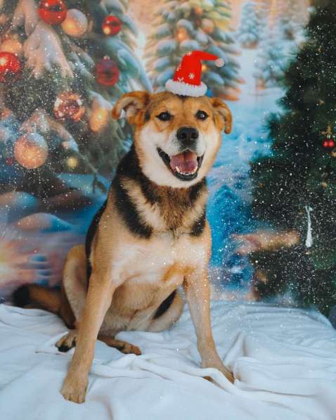 Толстушка ждёт родителей! в Москве фото 4