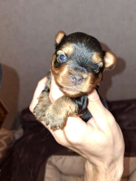 Чистокровные щенки Йоркширского Терьера в фото 11