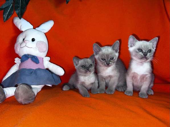 Бурманские котята в Адлере