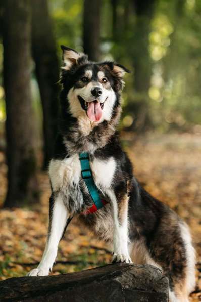Метис маламута Берт в поисках лучшей семьи