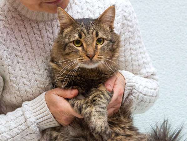 Пушистый сибиряк Симба в добрые руки в Москве фото 3