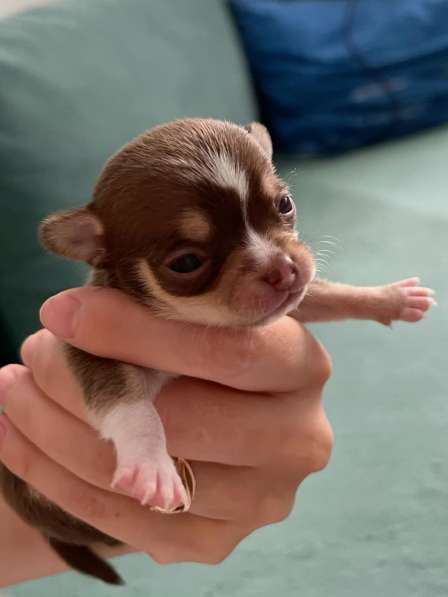 Щенок чихуахуа в Ростове-на-Дону фото 4