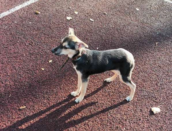 Домашний щенок от небольшой собачки в Санкт-Петербурге фото 7