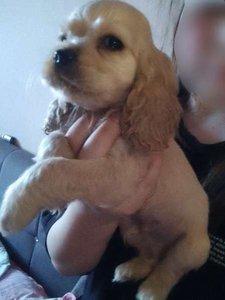 Продаются щенки кокер спаниель