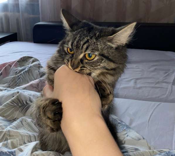 8месячный котенок в Волгограде фото 3