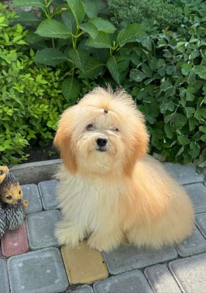 Maltipoo. Mini girl