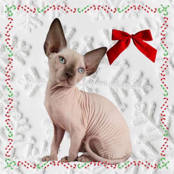 Sphynx в 
