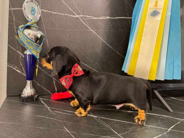 Щенята стандартной таксы в Москве фото 8