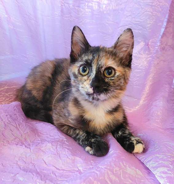 Кошечки сиротки ищут дом в Долгопрудном