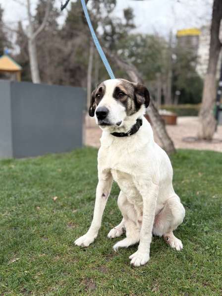 Невероятная собака Азик в самые добрые руки