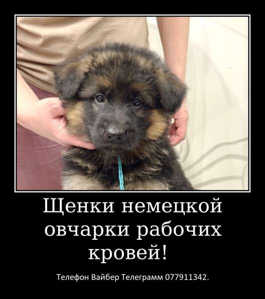 Щенки немецкой овчарки стандартного окраса! в фото 19