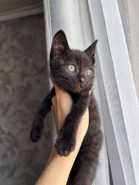 ПОКИНУЛИ КОТЯТ!СРОЧНО ОТДАЕМ В ДОБРЫЕ РУКИ??????? в Якутске