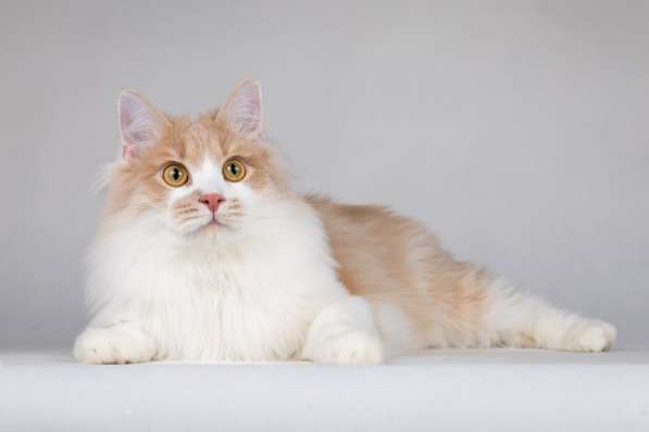 Пирожок - котик, который улыбается