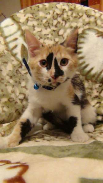 Отдам даром Славные малыши в поисках дома в Санкт-Петербурге фото 4