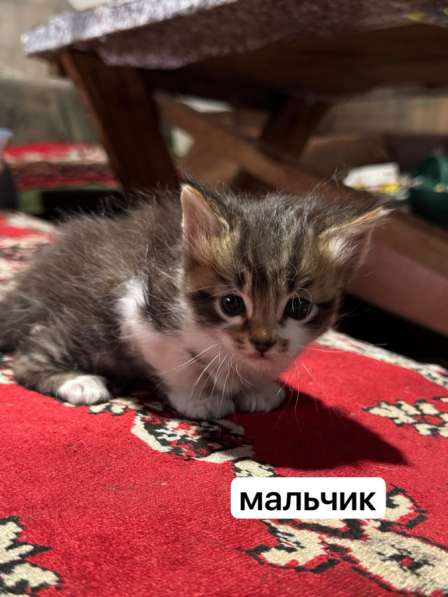 Котята в Нижневартовске фото 3