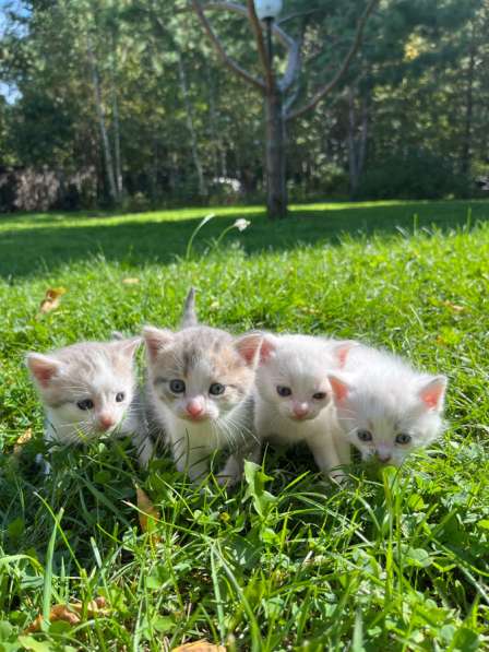 Котята в Москве фото 3