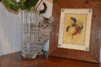 Отдам даром Замечательный котенок 5 месяцев в Москве