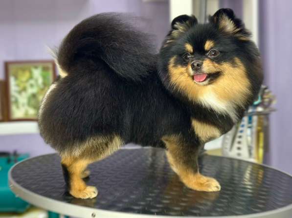 Груминг, стрижка собак в Коркино фото 5